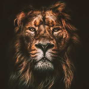 Que ruja o Leão 🦁🔥 | Mais Tocadas