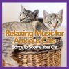 Playlists – Cat Music Therapy Mais Tocadas Cat Music Therapy mais tocadas 2026