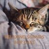Music For Relaxing Cats mais tocadas 2026