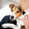 Musica Para Cachorro mais tocadas 2026
