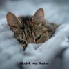 Playlists – Muziek Voor Katten Achtergrondmuziek Mais Tocadas Muziek Voor Katten Achtergrondmuziek mais tocadas 2026